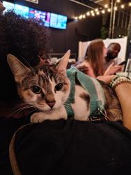 Found/Stray Female Cat last seen 5th & East main, Columbus Ohio , Columbus, OH 43219