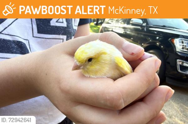 Deceased Unknown Bird last seen McKinney, TX, USA, McKinney, TX 75069