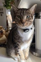 Reunited Male Cat last seen Near Ramblewood Dr, Chester, VA 23836
