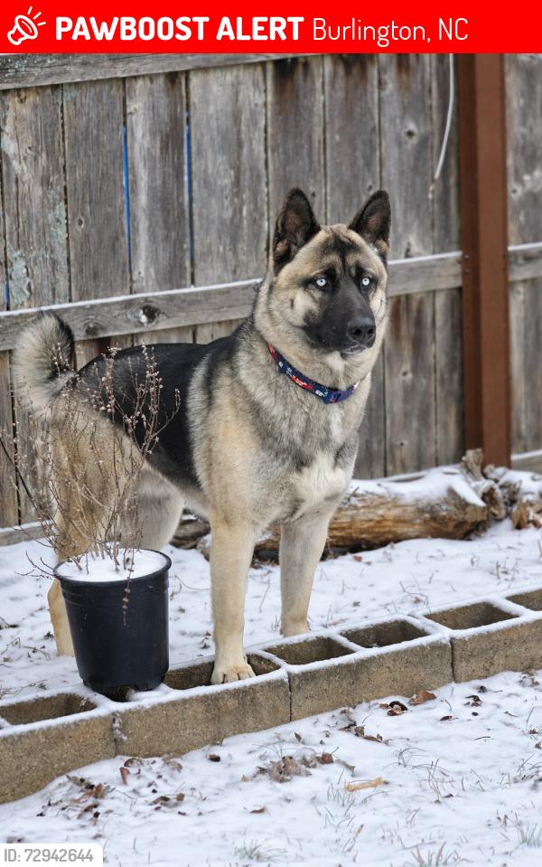 Lost Male Dog last seen Shadowbrook dr , Burlington, NC 27215