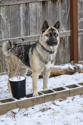 Lost Male Dog last seen Shadowbrook dr , Burlington, NC 27215