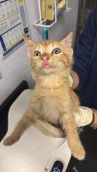 Shelter Stray Male Cat last seen Bexar County, New Braunfels, TX 78130