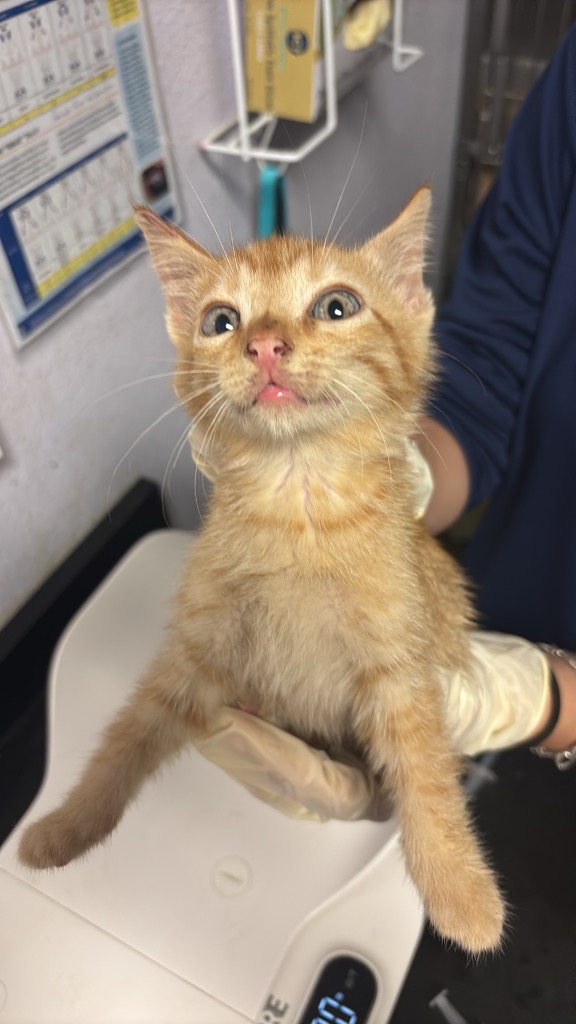 Shelter Stray Male Cat last seen Bexar County, New Braunfels, TX 78130