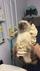 Shelter Stray Female Cat last seen Bexar County, New Braunfels, TX 78130