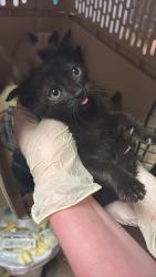 Shelter Stray Female Cat last seen Bexar County, New Braunfels, TX 78130