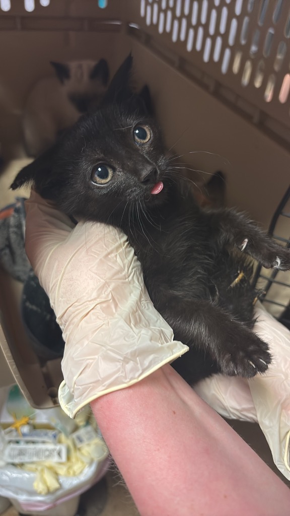 Shelter Stray Female Cat last seen Bexar County, New Braunfels, TX 78130