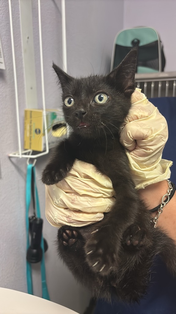 Shelter Stray Male Cat last seen Bexar County, New Braunfels, TX 78130