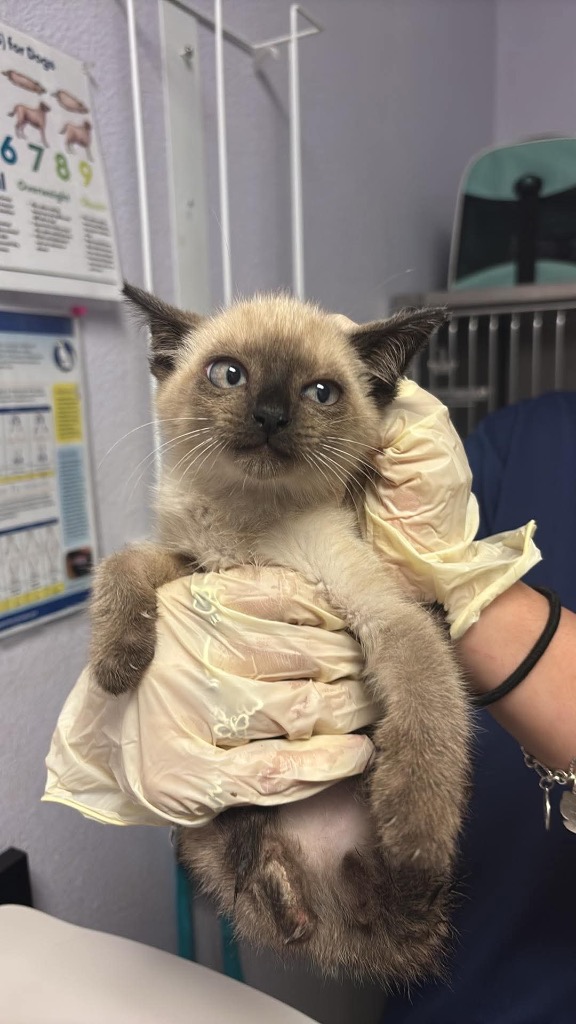 Shelter Stray Male Cat last seen Bexar County, New Braunfels, TX 78130