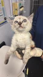 Shelter Stray Female Cat last seen Bexar County, New Braunfels, TX 78130