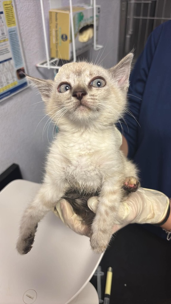 Shelter Stray Female Cat last seen Bexar County, New Braunfels, TX 78130