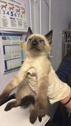 Shelter Stray Male Cat last seen Bexar County, New Braunfels, TX 78130