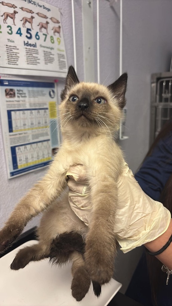 Shelter Stray Male Cat last seen Bexar County, New Braunfels, TX 78130
