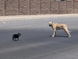 Found/Stray Male Dog last seen King Blvd & Meadows Blvd NE, Rio Rancho, NM 87144
