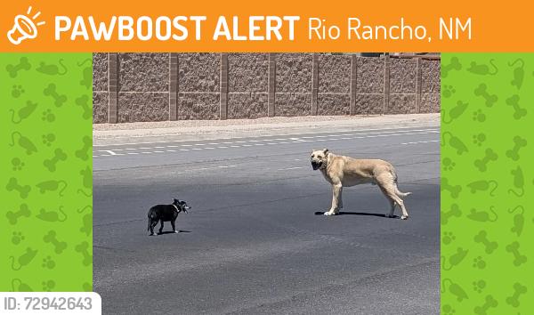 Found/Stray Male Dog last seen King Blvd & Meadows Blvd NE, Rio Rancho, NM 87144