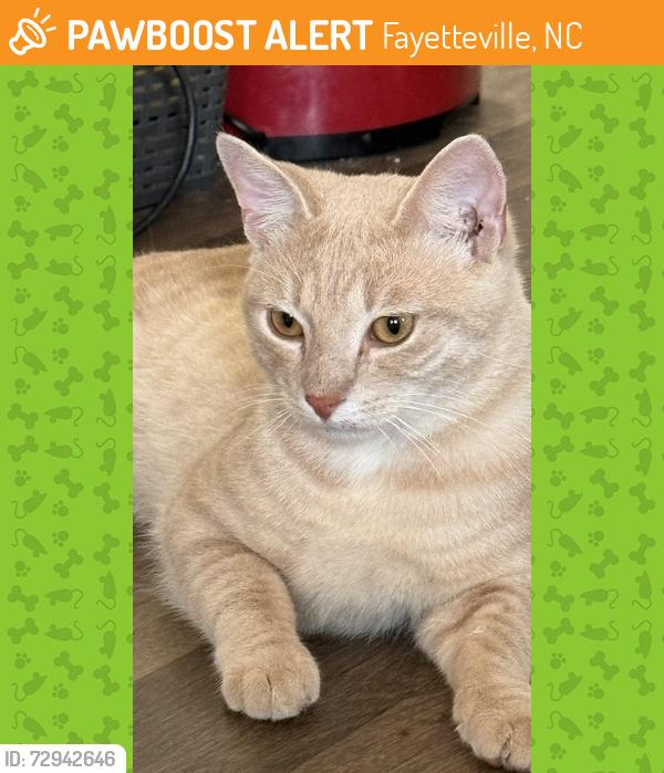 Found/Stray Male Cat last seen Madiera Ct fayetteville NC 28311, Fayetteville, NC 28311