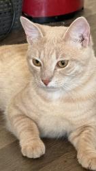 Found/Stray Male Cat last seen Madiera Ct fayetteville NC 28311, Fayetteville, NC 28311