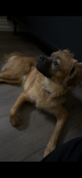 Reunited Male Dog last seen W Mason Street, Green Bay, WI 54304