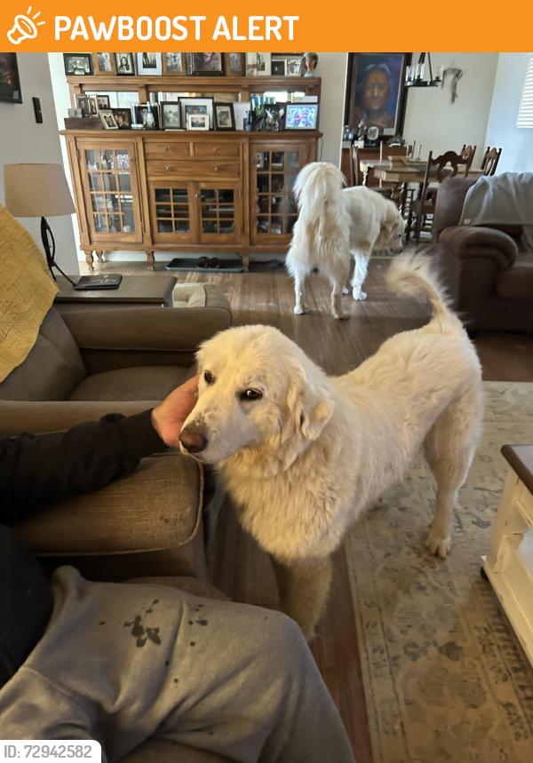 Found/Stray Female Dog last seen About 1/2 mile south of Oneto Ranch. Just north of the cattle shoots, Calaveras County, CA 95249