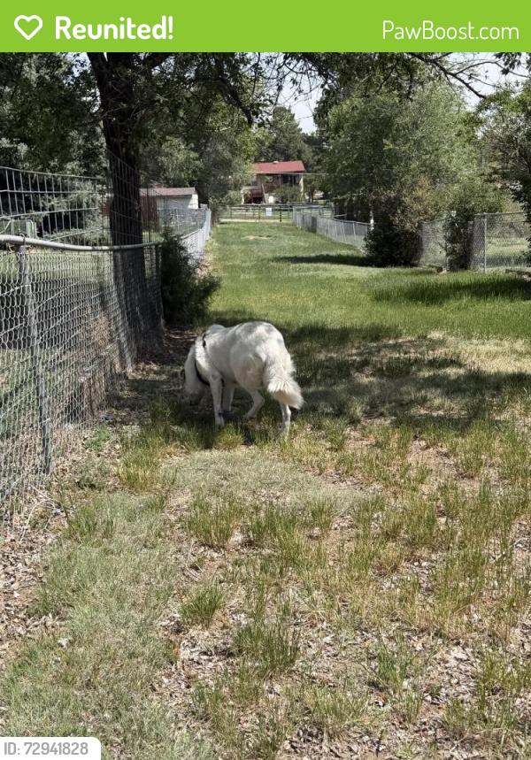 Reunited Female Dog last seen Brady road and prong horn lane, Colorado Springs, CO 80915