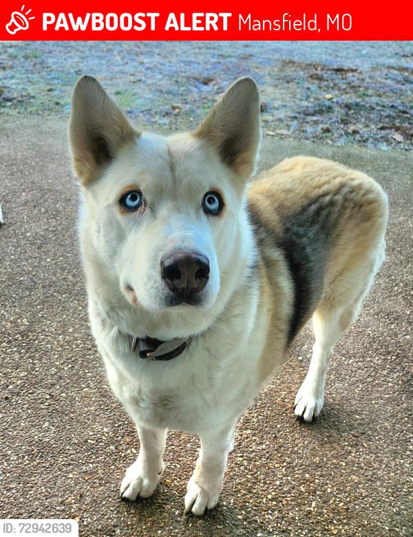 Lost Male Dog last seen County Rd U-111 Mansfield MO , Mansfield, MO 65704