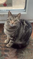 Reunited Male Cat last seen King George Road, West Sussex, England BN43 6YN