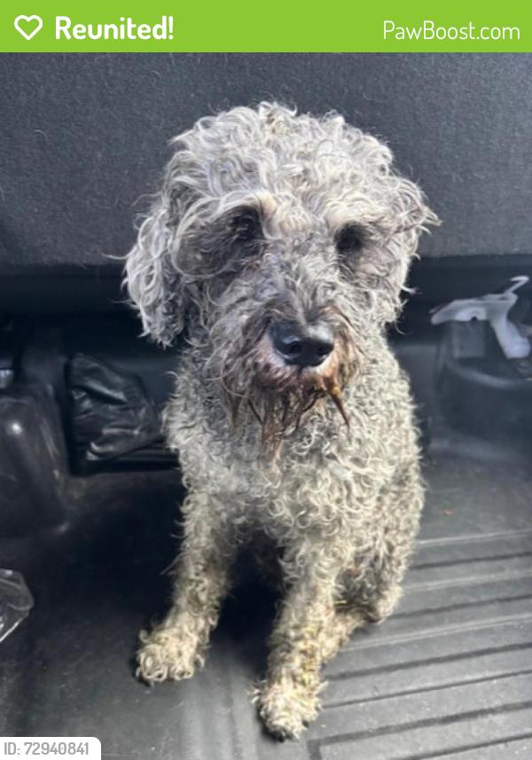 Reunited Male Dog last seen Port St. Lucie, Port St. Lucie, FL 34986