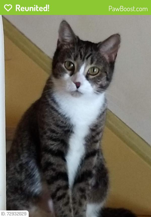 Reunited Female Cat last seen Second and Ellendale, Hobart, IN 46342