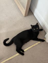 Lost Female Cat last seen Kensington Gardens, Greater London, England W8