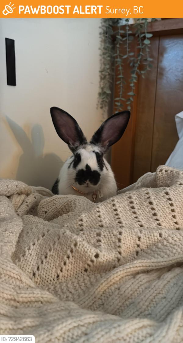 Found/Stray Female Rabbit last seen 128th and 104th, Surrey, BC 