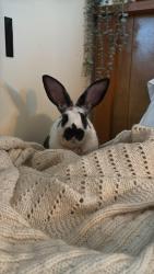 Found/Stray Female Rabbit last seen 128th and 104th, Surrey, BC 