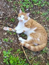 Lost Male Cat last seen Roma and monroe , Albuquerque, NM 87108