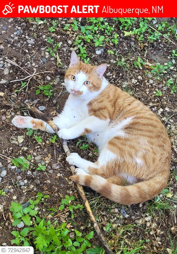 Lost Male Cat last seen Roma and monroe , Albuquerque, NM 87108