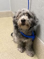 Shelter Stray Male Dog last seen Near BLOCK OF N LAMB, Las Vegas, NV 89101
