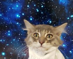 Shelter Stray Female Cat last seen , Tucson, AZ 85745