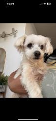 Reunited Male Dog last seen Santa Ana, CA, USA, Santa Ana, CA 92701