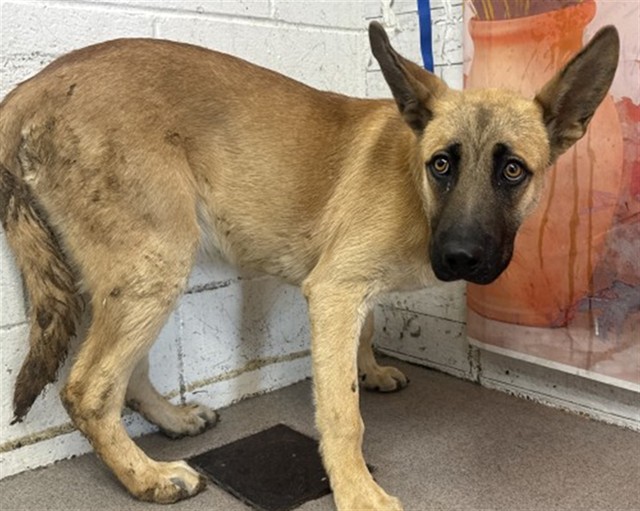 Shelter Stray Male Dog last seen Near BLOCK LAUREL DR, San Bernardino, CA 92401