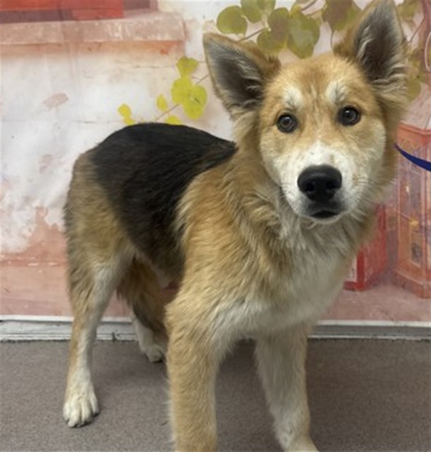 Shelter Stray Male Dog last seen CHESTNUT, San Bernardino, CA 92401