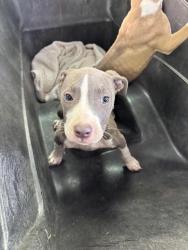 Shelter Stray Male Dog last seen Near BLK CORVALLIS LN, BAKERSFIELD, CA, Bakersfield, CA 93307