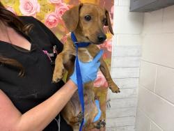 Shelter Stray Male Dog last seen Near BLOCK W KENDALL WAY, San Bernardino, CA 92401