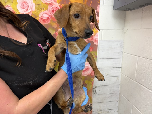 Shelter Stray Male Dog last seen Near BLOCK W KENDALL WAY, San Bernardino, CA 92401