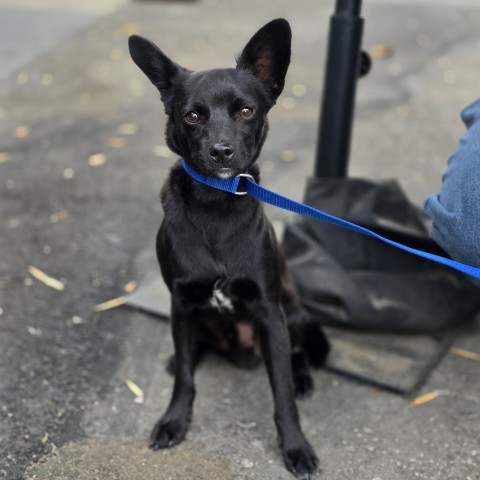 Shelter Stray Male Dog last seen W ST ELMO DR & N ROSALIND ST, SAN BERNARDINO, CA, 92376, San Bernardino, CA 92401