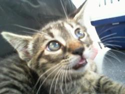 Shelter Stray Female Cat last seen CHARLOTTE, Charlotte, NC 28217