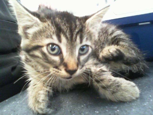 Shelter Stray Female Cat last seen CHARLOTTE, Charlotte, NC 28217