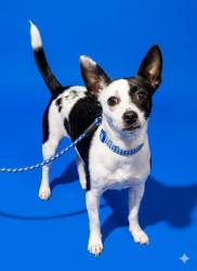 Shelter Stray Female Dog last seen PHILLIPS HIGHWAY, Jacksonville, FL 32204
