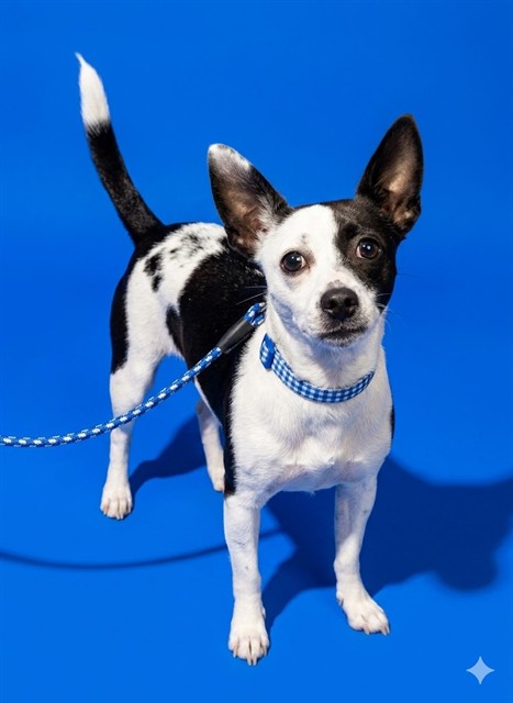 Shelter Stray Female Dog last seen PHILLIPS HIGHWAY, Jacksonville, FL 32204