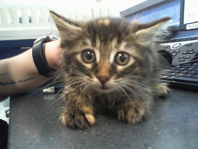 Shelter Stray Female Cat last seen CHARLOTTE, Charlotte, NC 28217