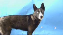 Shelter Stray Female Dog last seen , Gardena, CA 90248
