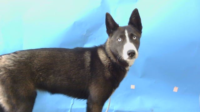Shelter Stray Female Dog last seen , Gardena, CA 90248