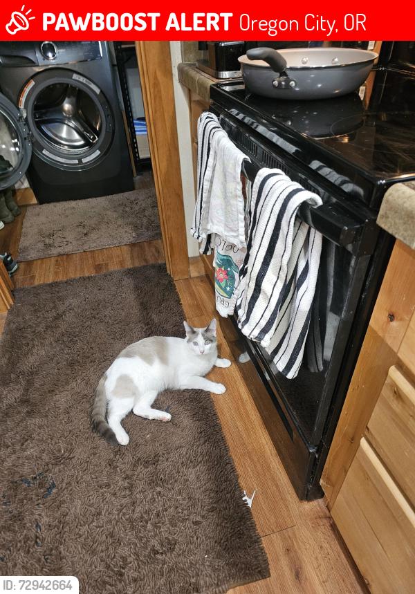 Lost Male Cat last seen Half mile from Redland Store, Oregon City, OR 97045