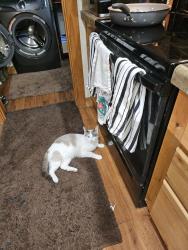 Lost Male Cat last seen Half mile from Redland Store, Oregon City, OR 97045